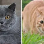 AI can now detect if cats are in pain by scanning feline faces