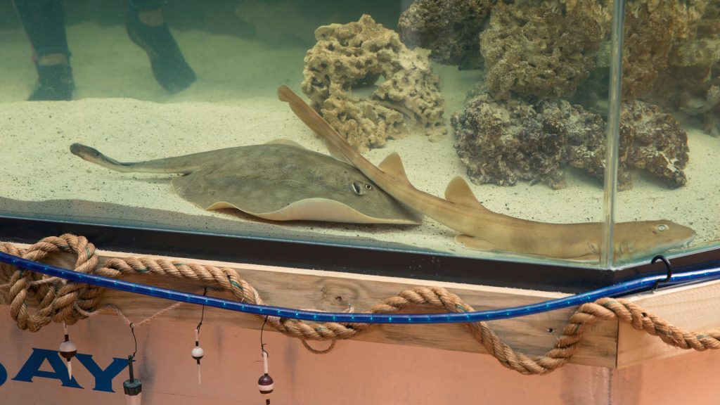 New twist in tale of Charlotte the pregnant ‘virgin’ stingray