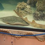 New twist in tale of Charlotte the pregnant ‘virgin’ stingray