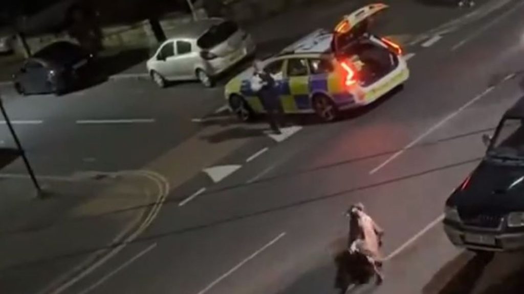 Home secretary calls for ‘urgent explanation’ as police car is filmed running over a cow