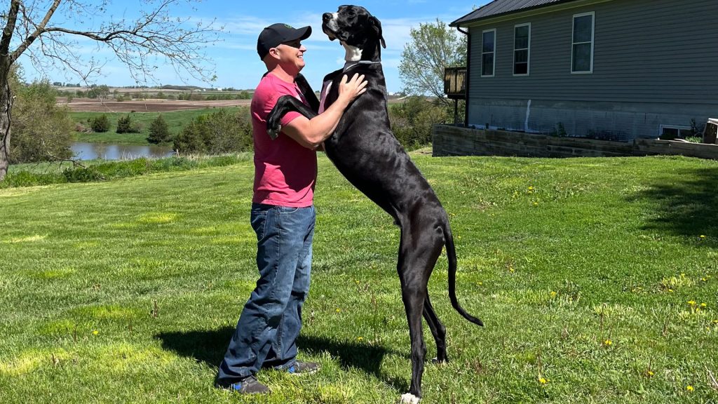 Great Dane named world’s tallest dog – but he’s still terrified of one thing