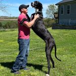 Great Dane named world’s tallest dog – but he’s still terrified of one thing