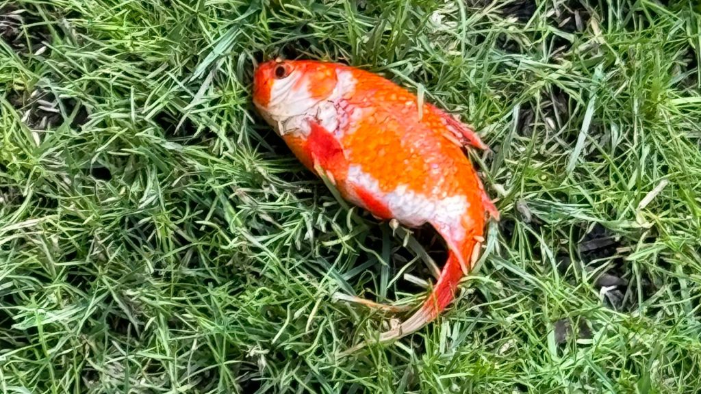 Doctor discovers mystery fish on garden lawn – and keeps as pet