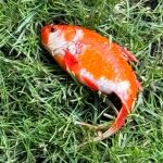 Doctor discovers mystery fish on garden lawn – and keeps as pet