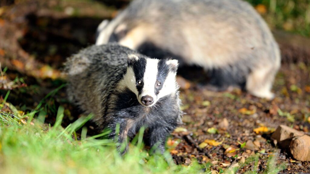 Govt vows to end badger cull in next five years