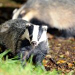 Govt vows to end badger cull in next five years