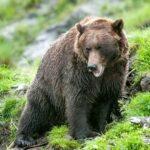 Hunter mauled by bear before being shot in the leg