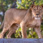 Shell-shocked lioness takes first steps outside after rescue from Ukraine