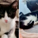 Pet owners warned after cats die in suspected poisonings