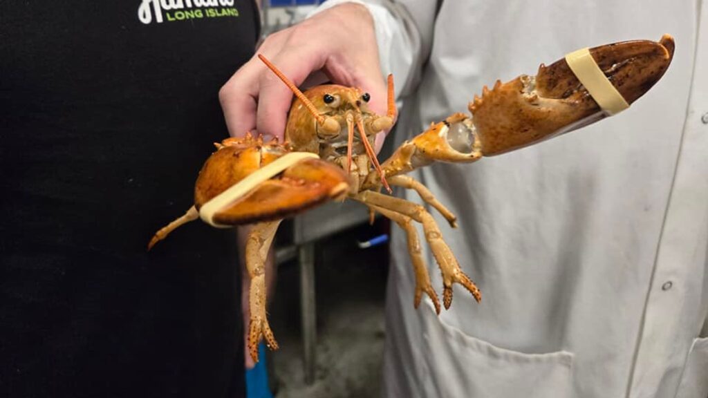 ‘One in 30 million’ orange lobster rescued from supermarket seafood section