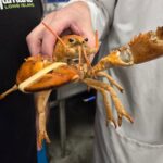 ‘One in 30 million’ orange lobster rescued from supermarket seafood section