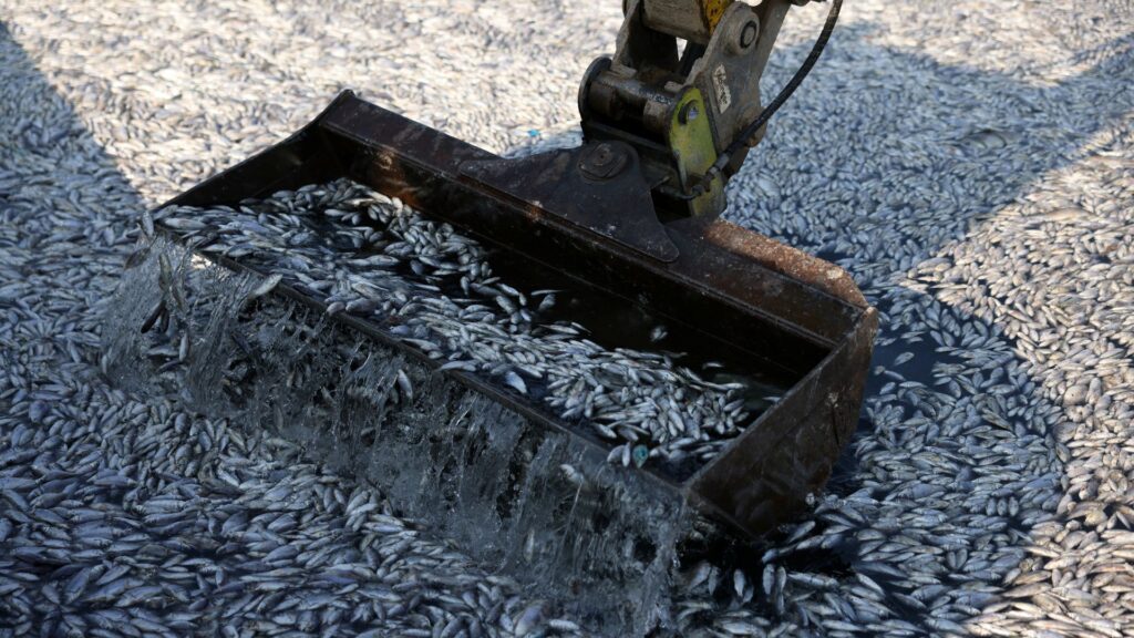 Dead fish blanket Greek tourist port after flooding