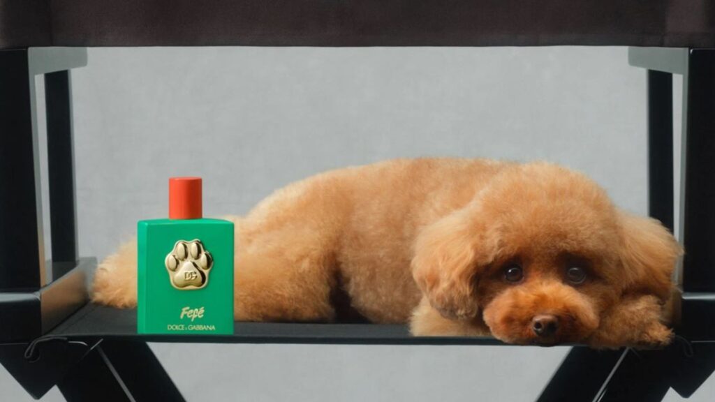 Dolce & Gabbana launches dog perfume named after founder’s pet