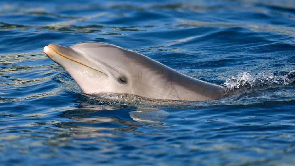 ‘Lonely’ dolphin behind multiple attacks on humans, experts say