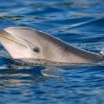 ‘Lonely’ dolphin behind multiple attacks on humans, experts say