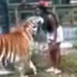 Woman charged after ‘climbing zoo fence and reaching into tiger’s cage’