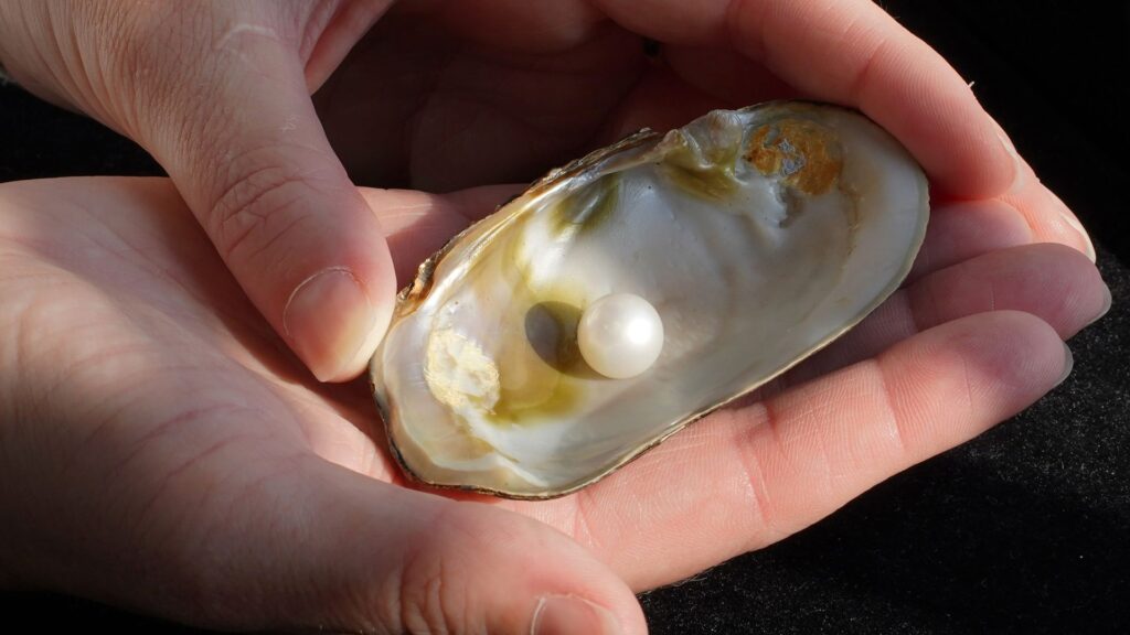 Largest freshwater pearl found in Scotland in living memory sells for more than £93,000