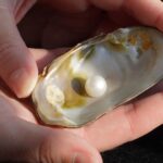 Largest freshwater pearl found in Scotland in living memory sells for more than £93,000