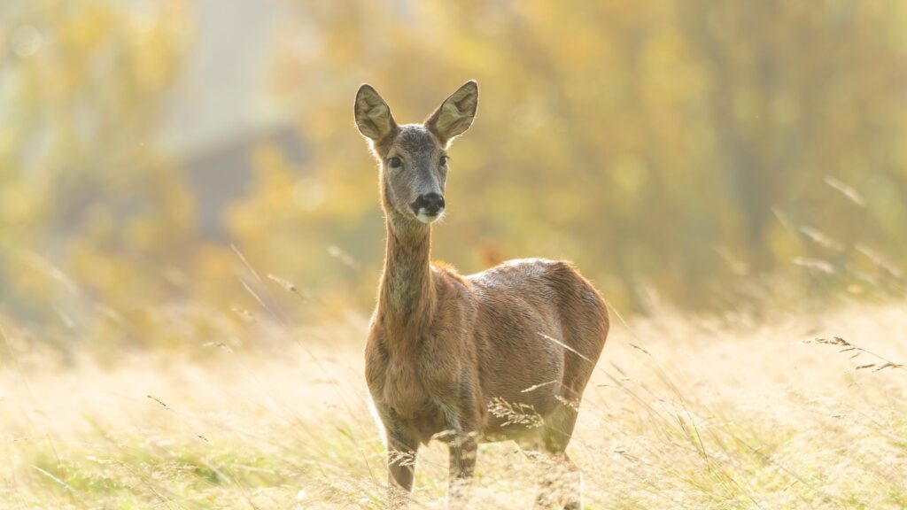 ‘We will pay you to kill more deer,’ Scotland’s nature agency tells hunters