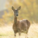 ‘We will pay you to kill more deer,’ Scotland’s nature agency tells hunters