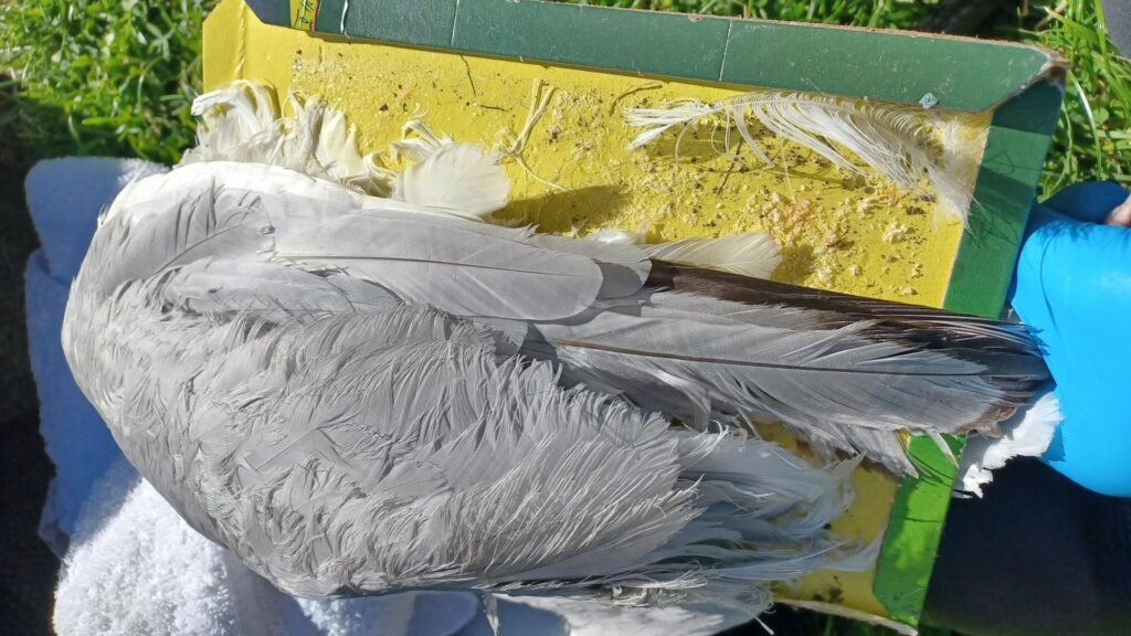 Public urged to keep an eye out for illegal snares after seagull stuck in glue trap