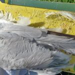 Public urged to keep an eye out for illegal snares after seagull stuck in glue trap