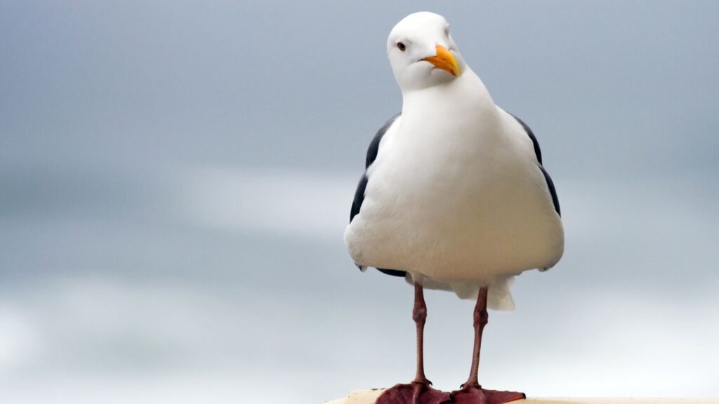 Gull put to sleep after being attacked in city centre