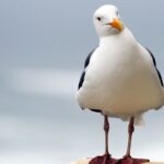 Gull put to sleep after being attacked in city centre