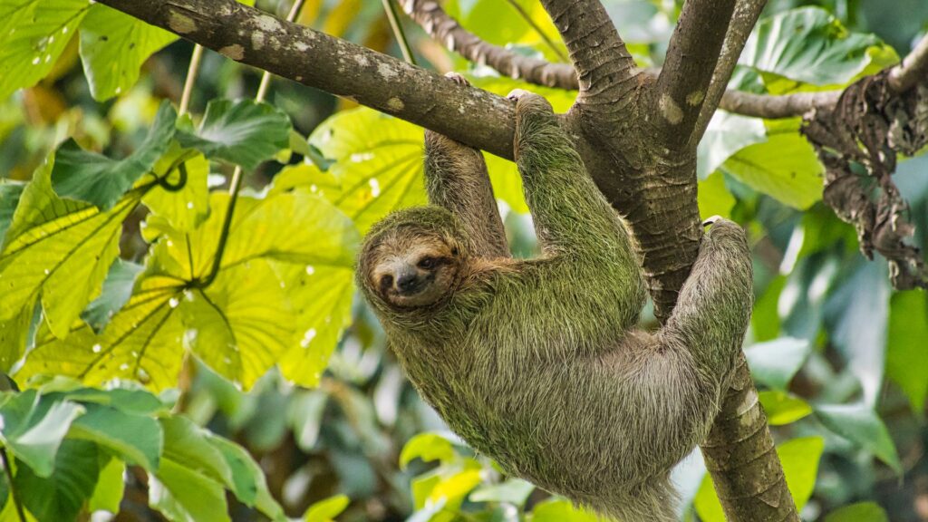 What to know about sloth virus as cases found in Europe