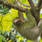 What to know about sloth virus as cases found in Europe