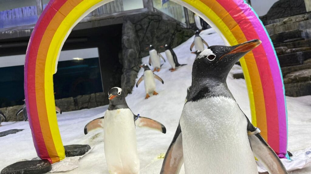 One half of gay penguin couple dies after their ‘love story captivated the world’