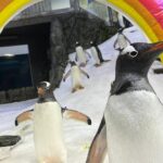 One half of gay penguin couple dies after their ‘love story captivated the world’