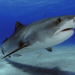 Boy ‘decapitated’ by shark in Jamaica