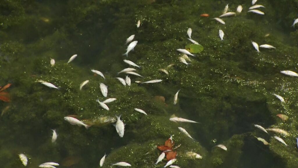 About 90kg of dead fish removed from canal after chemical spill