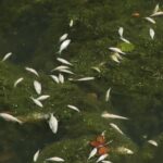 About 90kg of dead fish removed from canal after chemical spill