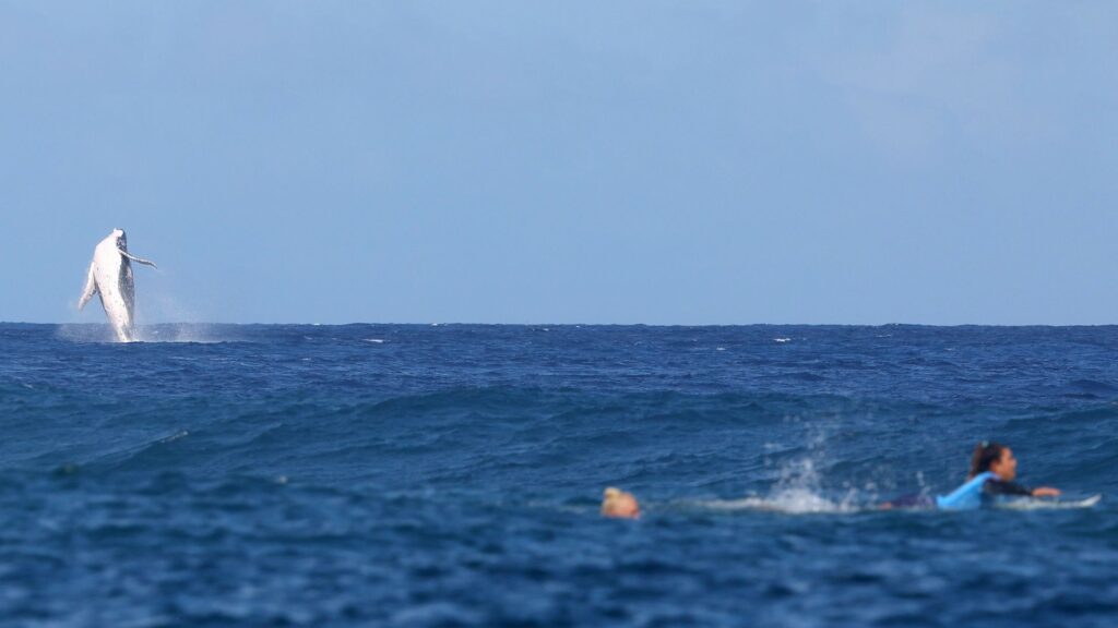 Whale ‘photobombs’ Olympic surfing semi-final