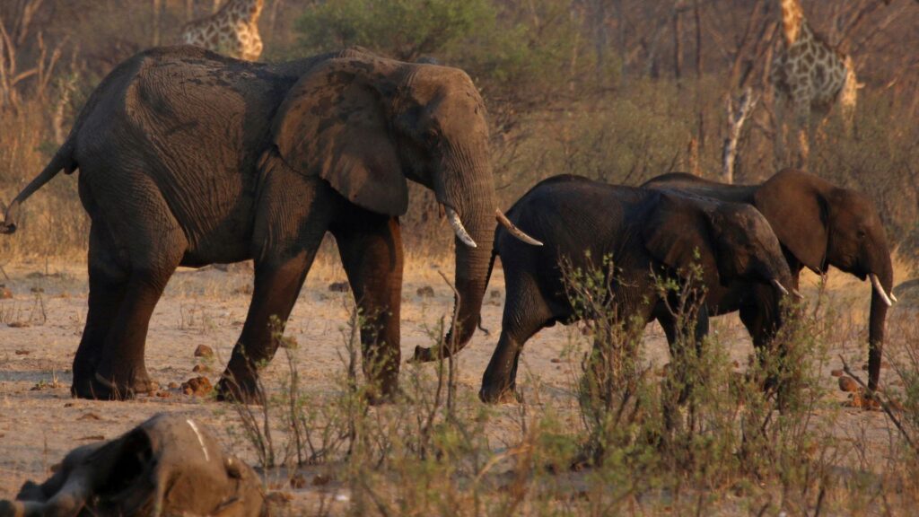 83 elephants among hundreds of wild animals set to be culled