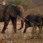 83 elephants among hundreds of wild animals set to be culled