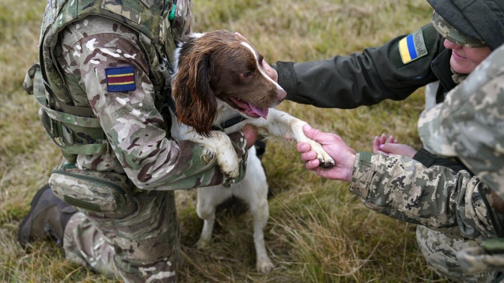 Military dogs save ‘hundreds’ of lives in Ukraine war