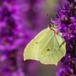 Britain facing ‘butterfly emergency’ – as experts slam ‘tidiness obsession’ with British gardens