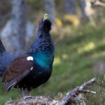 Emergency plan to save capercaillie from extinction in Scotland