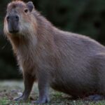 Zoo calls on public for help locating escaped capybara