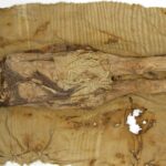 World’s oldest cheese found on Chinese mummy