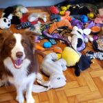 Talented dogs can remember names of toys for at least two years, study finds