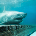 Great white shark hunt ends off Irish coast