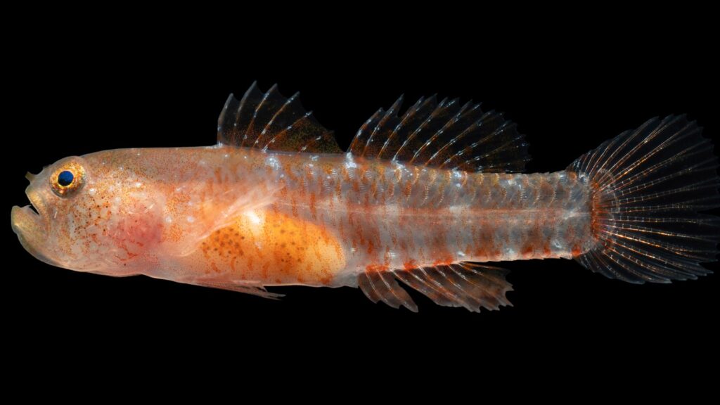 New ‘grumpy’ fish species discovered