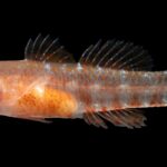 New ‘grumpy’ fish species discovered