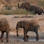 Zimbabwe to cull wild elephants to feed struggling communities during drought