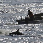 Controversial dolphin hunting season under way in Japan despite opposition