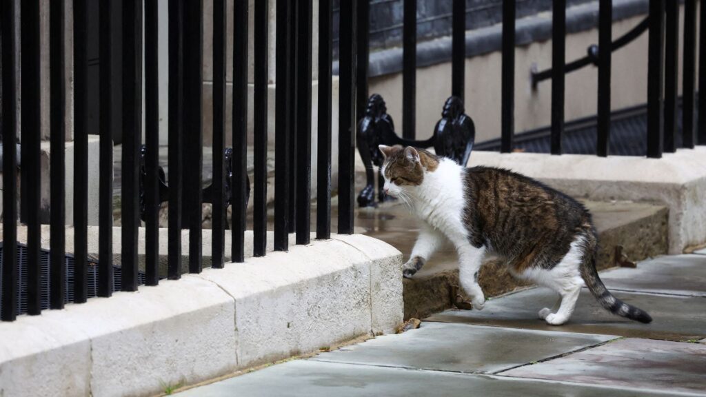 New kitten to join Starmer family in Downing Street, PM says